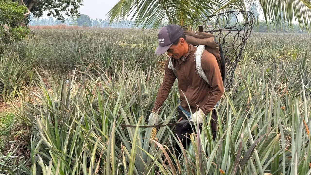 Kebun Kami