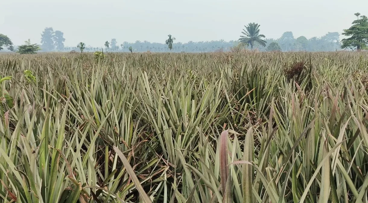 Hamparan Ladang