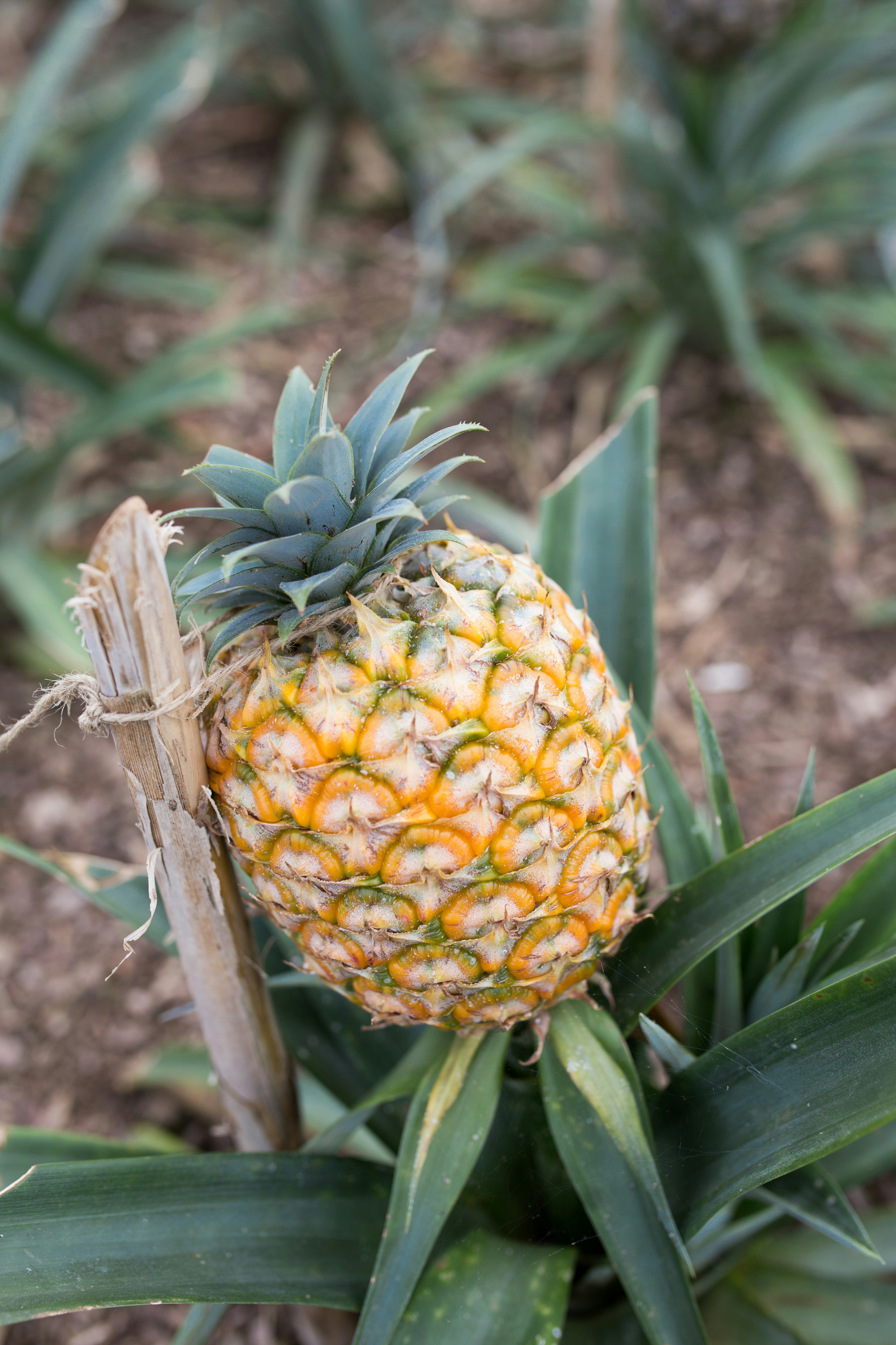 Nanas Madu
